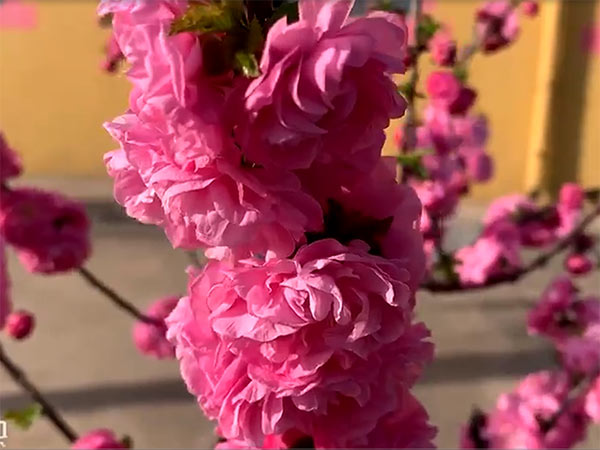 靜心養老院-視頻